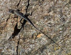 Sceloporus angustus
