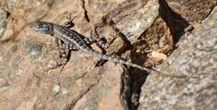 Sceloporus angustus