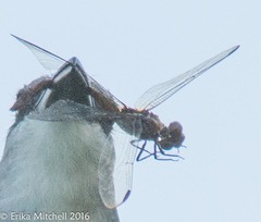 Orthemis macrostigma