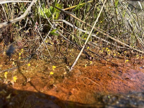 Utricularia scandens, photograph 4