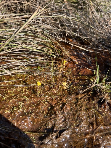 Utricularia scandens, photograph 5