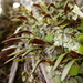 Pyrrosia rupestris - Photo (c) Wayne Martin, algunos derechos reservados (CC BY-NC)