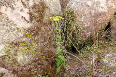 Senecio velleioides