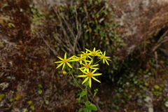 Senecio velleioides