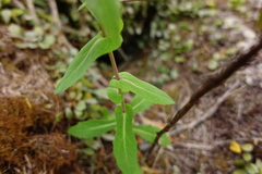 Senecio velleioides