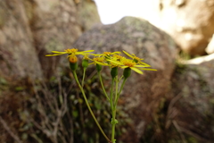 Senecio velleioides