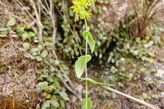 Senecio velleioides