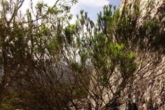 Melaleuca armillaris armillaris