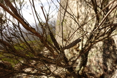 Melaleuca armillaris armillaris