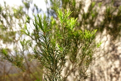 Melaleuca armillaris armillaris