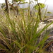 Lomandra longifolia exilis - Photo (c) Wayne Martin, algunos derechos reservados (CC BY-NC)