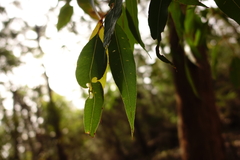 Angophora floribunda
