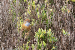 Stipiturus malachurus