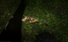 Aeolostoma scutiferana