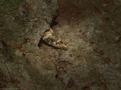 Aeolostoma scutiferana