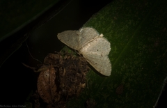 Idaea pilosata