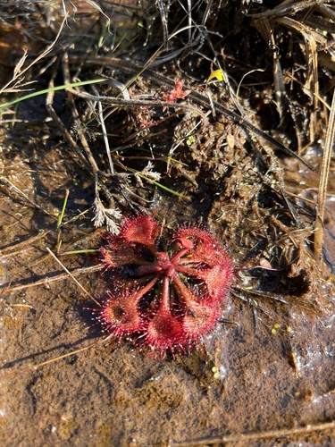 Drosera burkeana