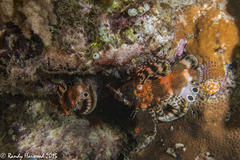 Dendrochirus biocellatus