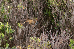 Stipiturus malachurus