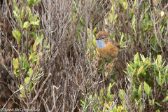 Stipiturus malachurus