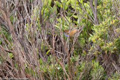 Stipiturus malachurus