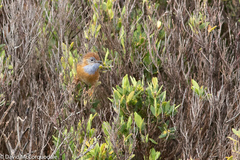 Stipiturus malachurus