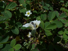Calochortus subalpinus