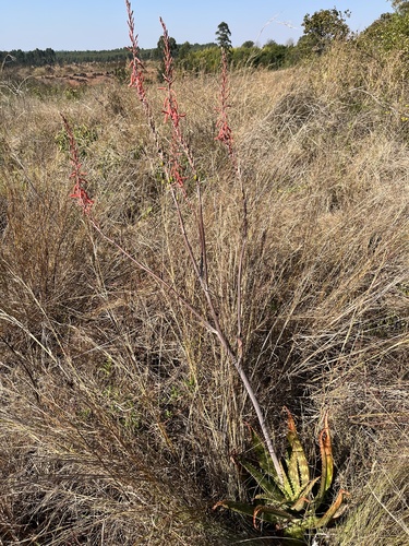 Aloe barbertoniae Pole-Evans 2