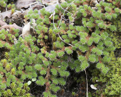 Selaginella hansenii