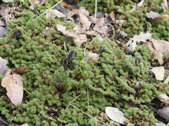 Selaginella hansenii