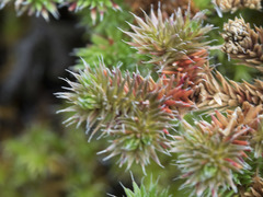 Selaginella hansenii