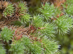 Selaginella hansenii