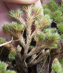 Selaginella hansenii