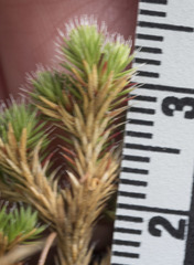 Selaginella hansenii