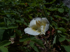 Calochortus subalpinus