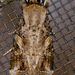 Spodoptera frugiperda - Photo (c) Monica Krancevic,  זכויות יוצרים חלקיות (CC BY-NC), הועלה על ידי Monica Krancevic