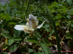 Calochortus subalpinus
