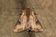 Ichneutica omoplaca