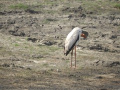 Mycteria ibis image