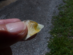 Calochortus subalpinus