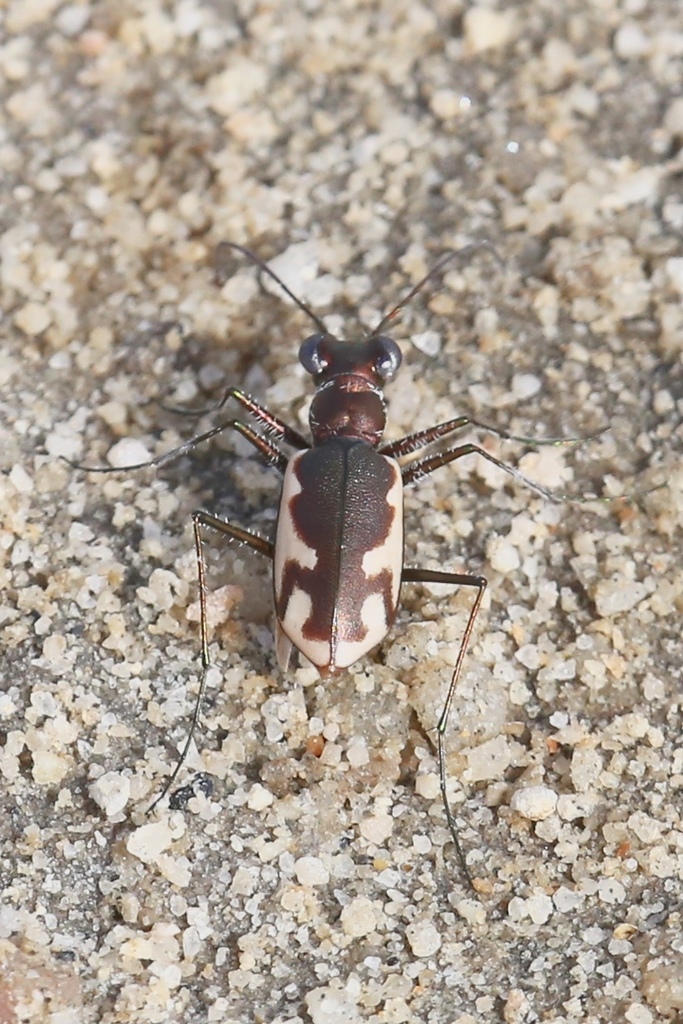 California Tiger Beetle