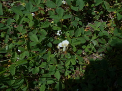 Calochortus subalpinus
