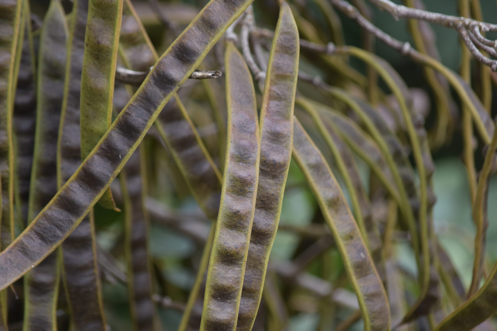 Senna siamea — ảnh 2