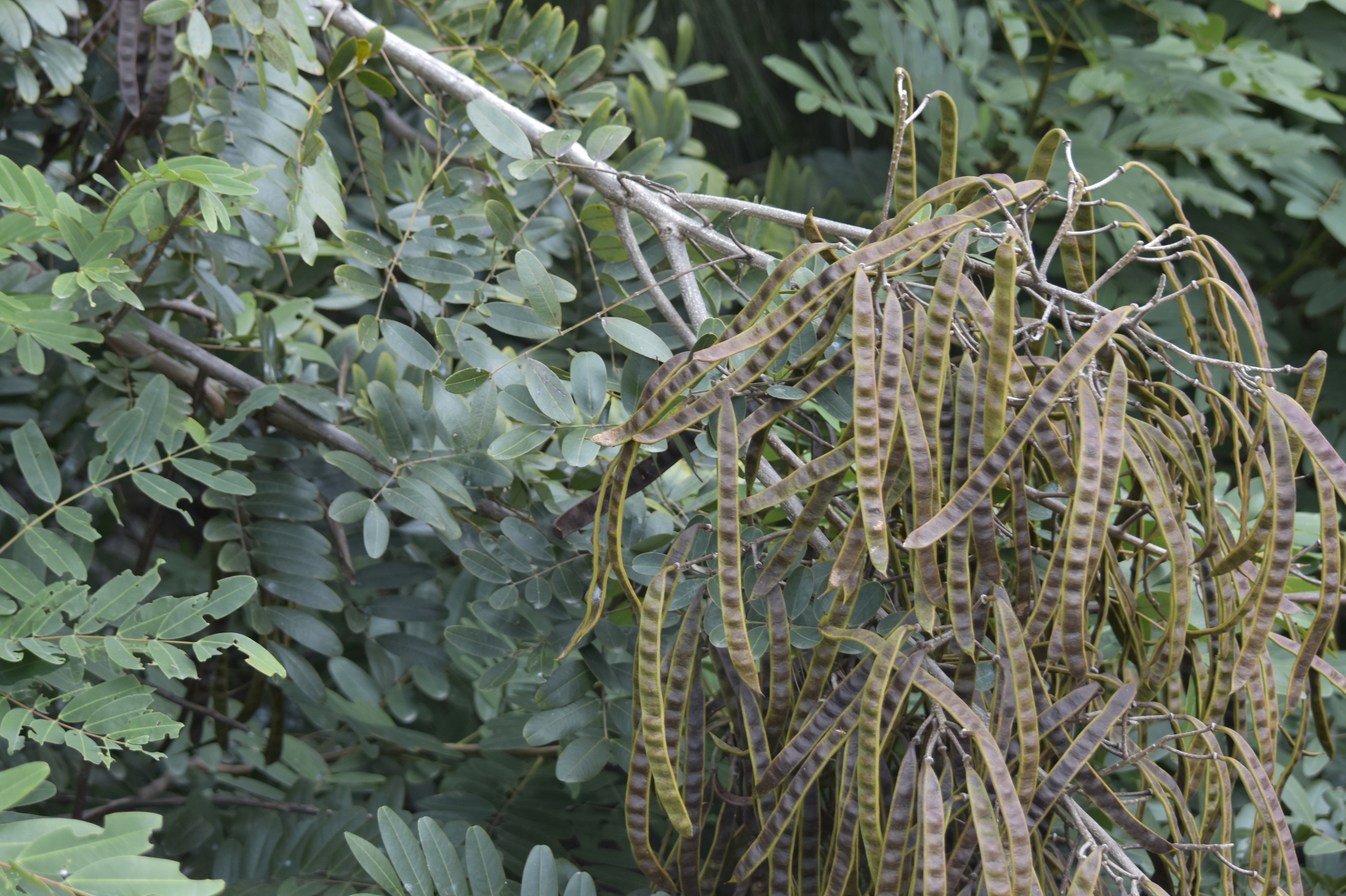 Senna siamea — ảnh 3