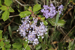 Ceanothus confusus