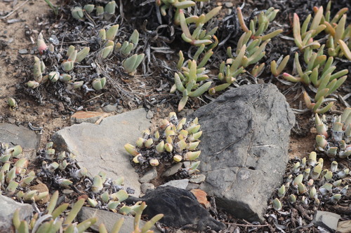 Image of Cheiridopsis rostrata by (c) amantedarmanin, some rights reserved (CC BY)