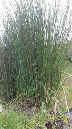 Elephant Deckreed (Elegia elephantina)