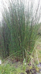 Elegia elephantina