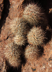 Mammillaria schumannii