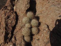 Mammillaria schumannii